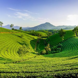 hill, green, nature-5419527.jpg